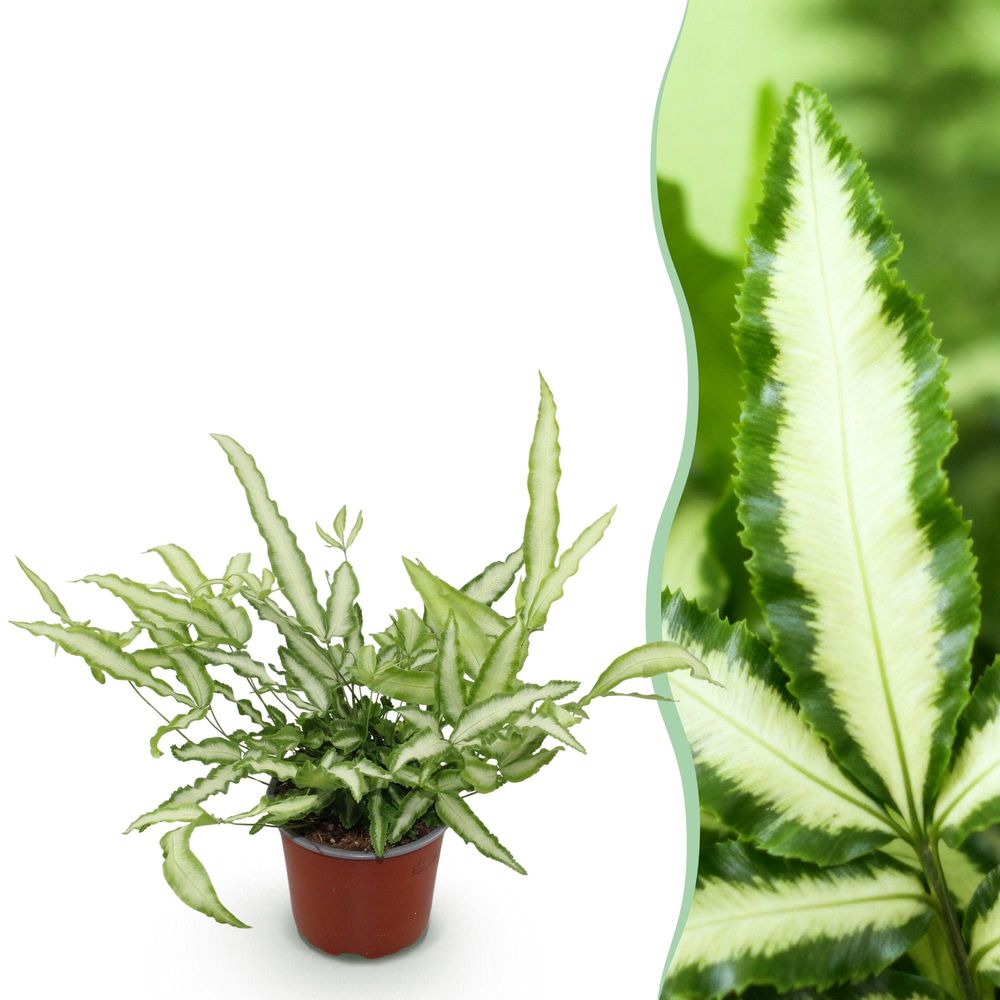 Pteris cretica albolineata - pet-friendly - plante fougère - pot de 12cm - hauteur 20-30cm - plantes d'intérieur