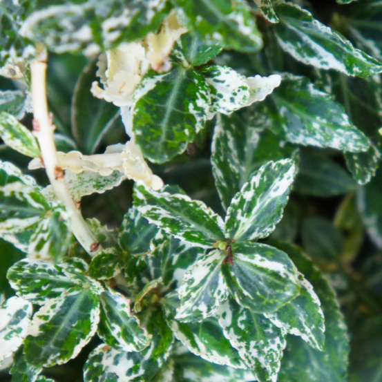 Fusain du japon extravaganza - euonymus japonicus extravaganza pot 17cm