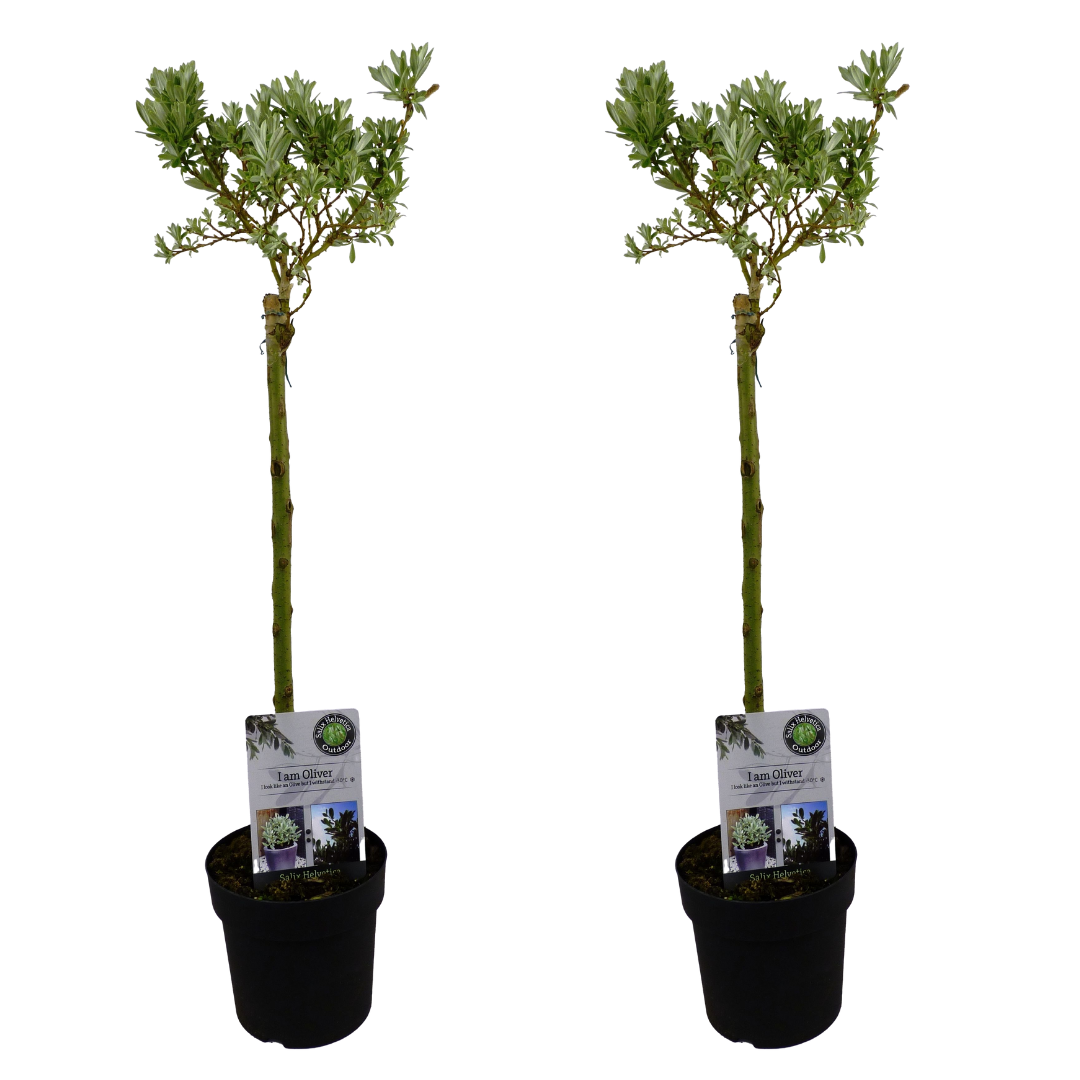 Salix helvetica - saule nain sur tronc - lot de 2 - arbres - dimension du pot 19 cm - hauteur 80-90 cm - vert frais