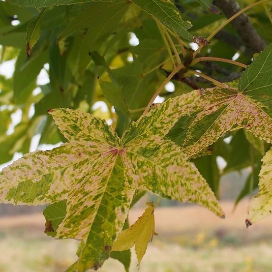 Copalme d'amérique doré, liquidambar pot de 15l - baliveau