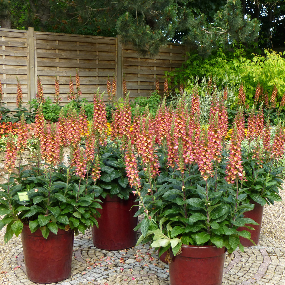 Digiplexis 'illumination flame' mini-motte ø 3/4 cm, jeune plant d'environ 5 cm de haut (par 3)