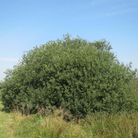 Saule cendré pot de 2l/3l