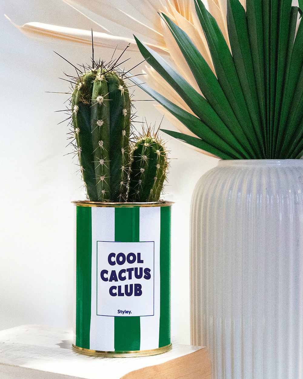Plante facile à entretenir - cool cactus club - pot à rayures - plante grasse