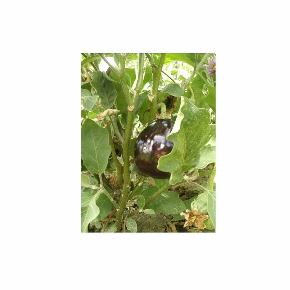 Aubergine HYB F1 Bonica