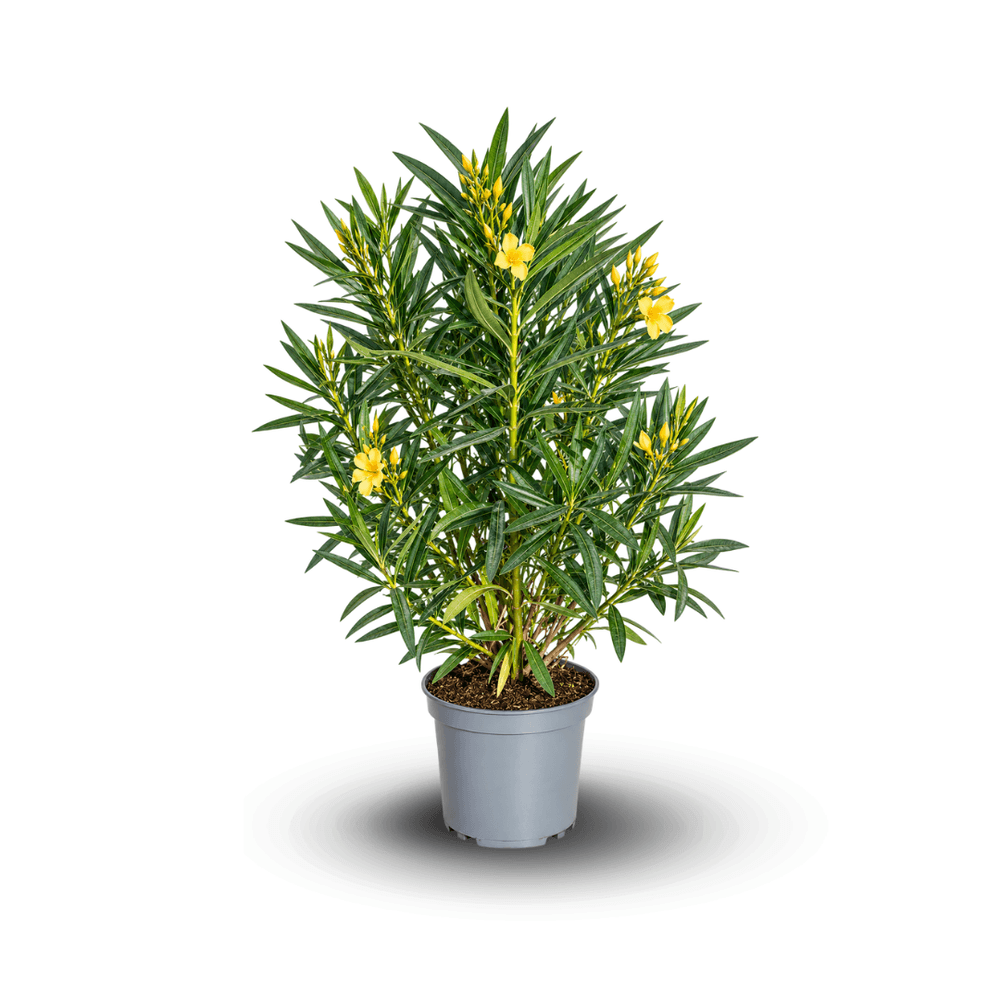 Laurier rose - nerium oleander - ↕ 90-100 cm - ⌀ 24 cm - plante d'extérieur - fleur jaune