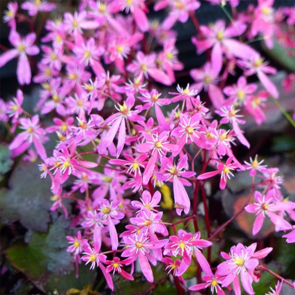 Saxifrage 'black ruby' godet de 8/9 cm