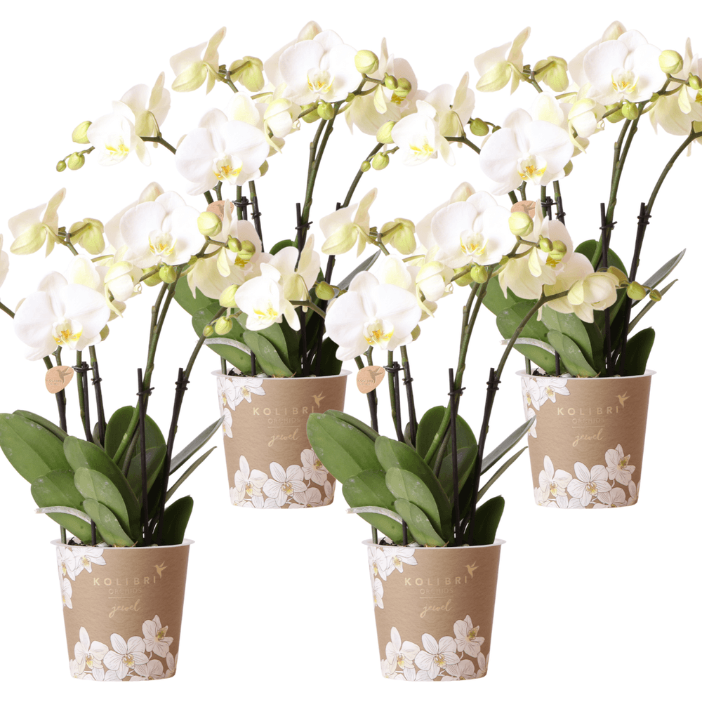 Offre combinée : 4 orchidées blanches en pot - plante d'intérieur cm - plante d'intérieur