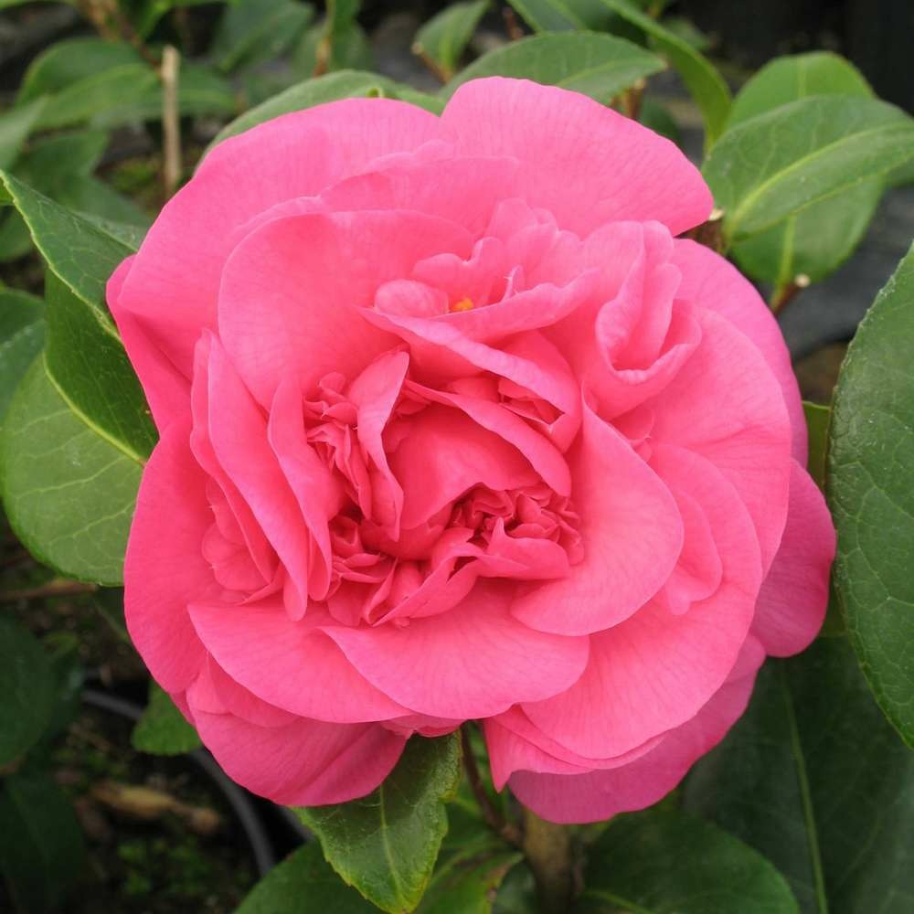 Camellia x 'debbie': 15 litres  (rose cerise)
