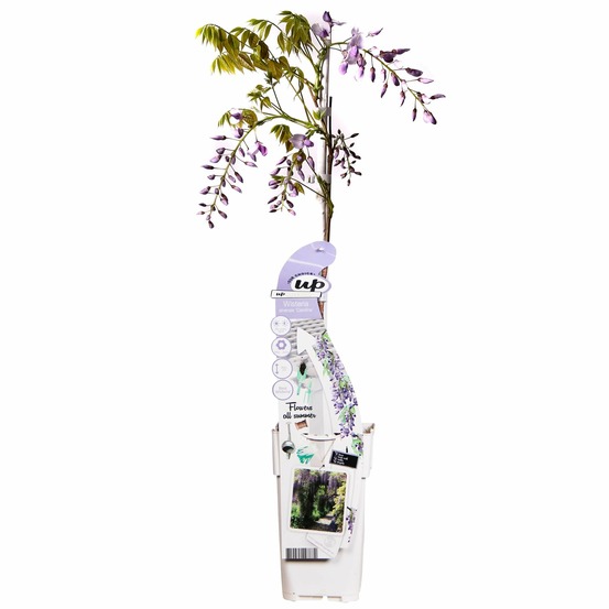 Wisteria sinensis caroline - violet rain - h65 cm - ø15 cm
