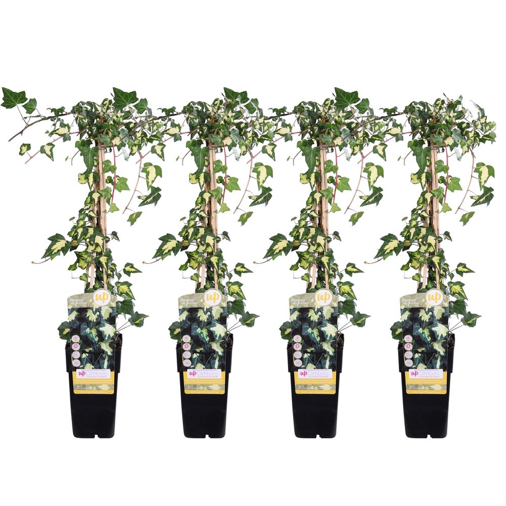 Lot de 4 - hedera helix 'goldheart' - h65 cm - ø15 cm - plantes d'intérieur