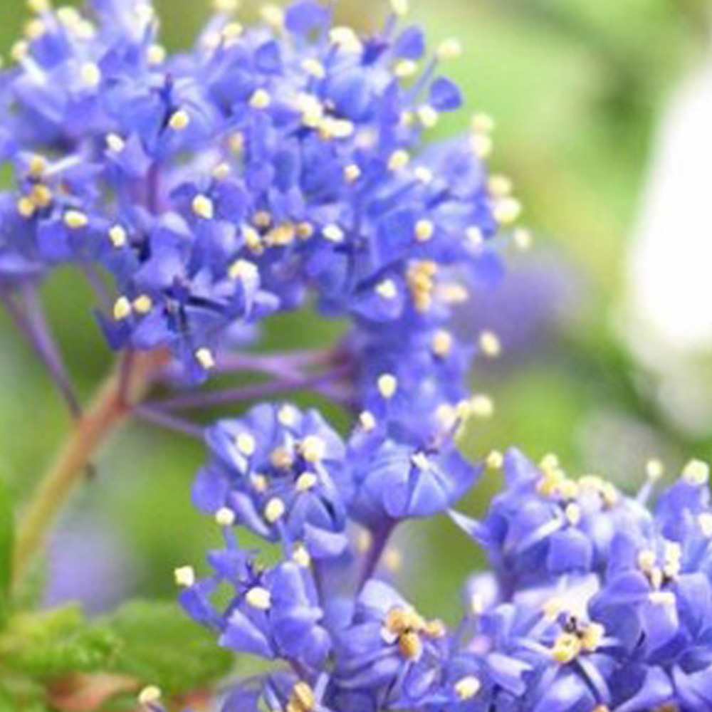 2 x lilas de californie 'blue diamond' - ceanothus 'blue diamond' - 30-40 cm pot