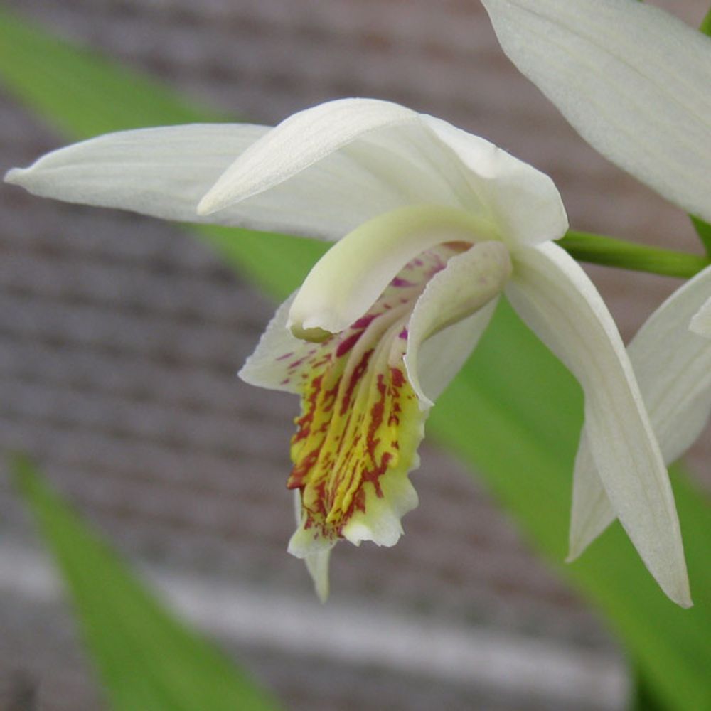 Orchidée jacinthe 'alba' pot de 1l/1,5l