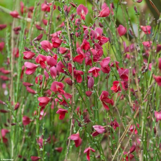 Genêt 'boskoop ruby' pot de 3l/4l