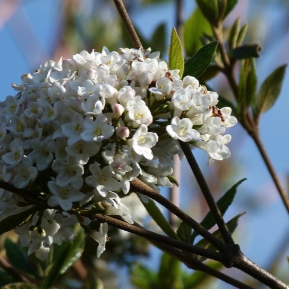 Viorne de burkwood (viburnum burkwoodii )