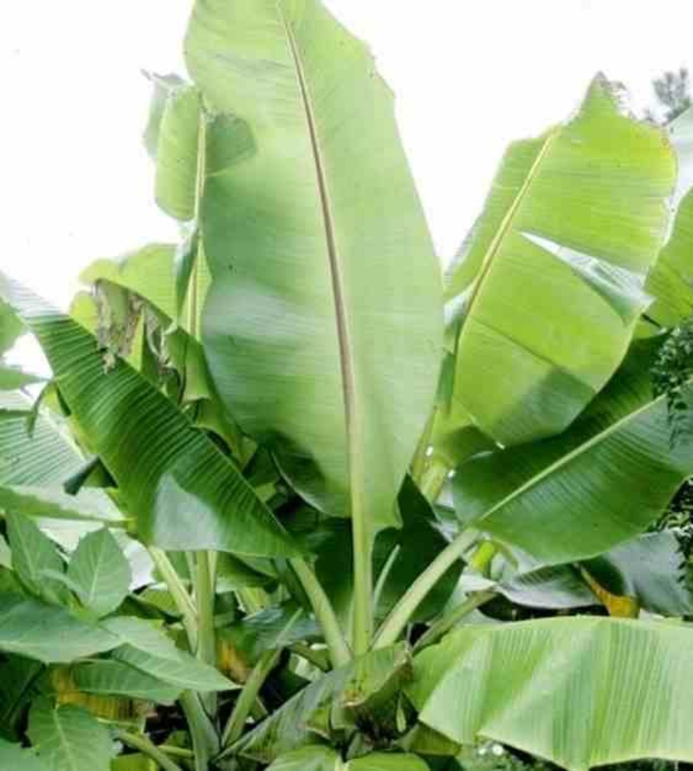 Bananier musa sikkimensis pot de 2 litres - 20/40 cm