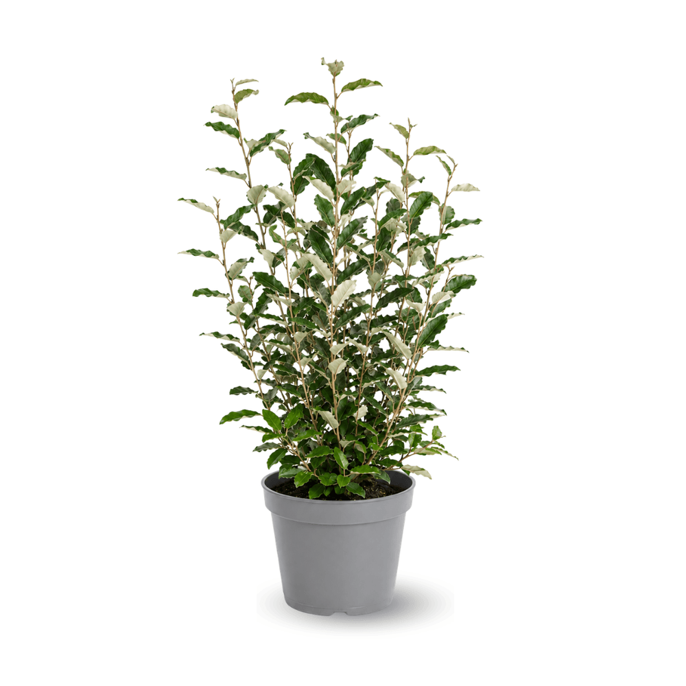 Eleagnus ebbingei- plantes de haies - ↕ 90-100 cm - ⌀ 24 cm - plante d'extérieur