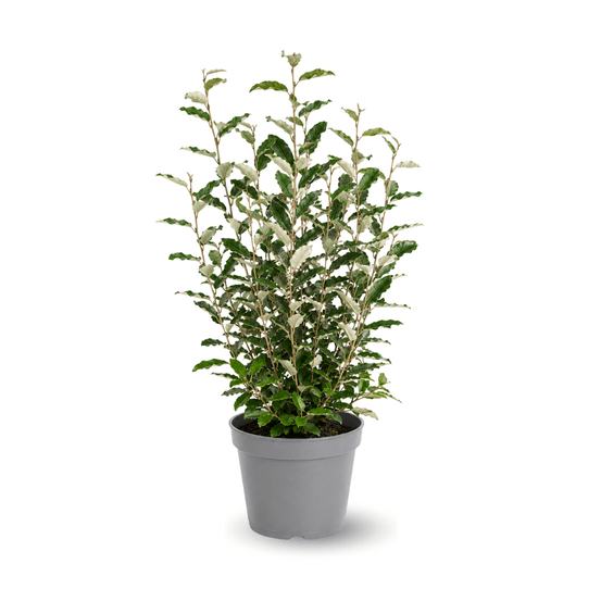 Eleagnus ebbingei- plantes de haies - ↕ 90-100 cm - ⌀ 24 cm - plante d'extérieur