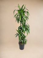 Plante d'intérieur - dracaena hawaiiana carrousel - 150 cm - ø31 150cm