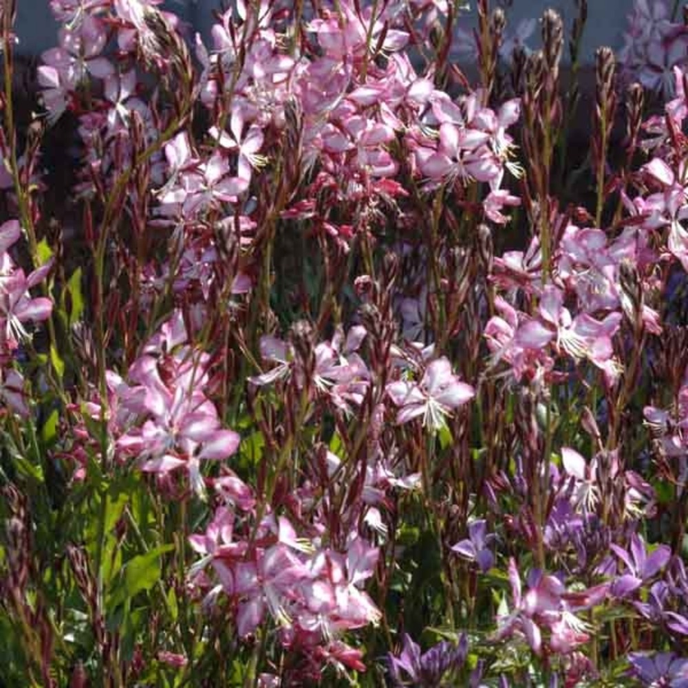 Gaura lindheimeri 'rosy jane' pot de 2l/3l