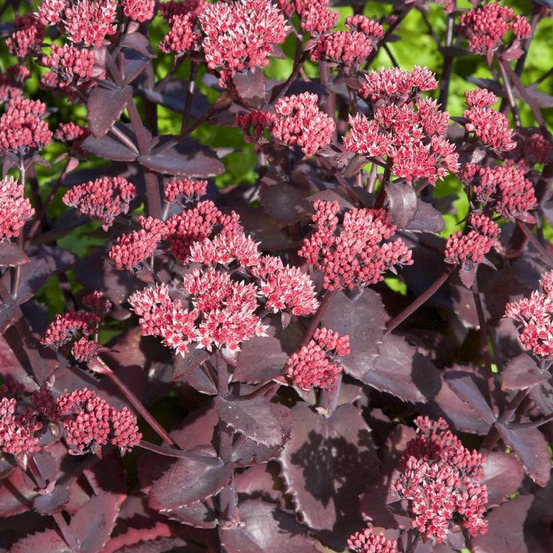 Sedum chocolate cherry - le pot / 8cm