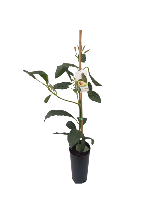 Avocatier en pot 7 litres hauteur 80 à 110 cm
