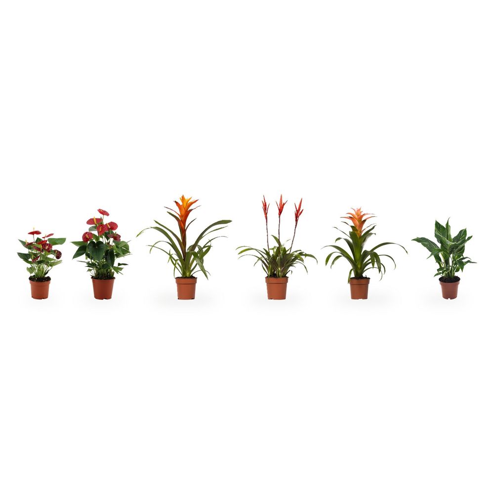 Cadeau crémaillère - 6 plantes fleuries d'intérieur