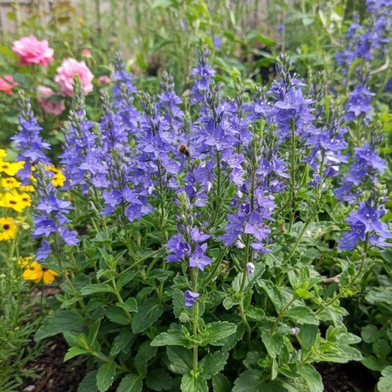 Véronique d'autriche royal blue lot de 3 godets
