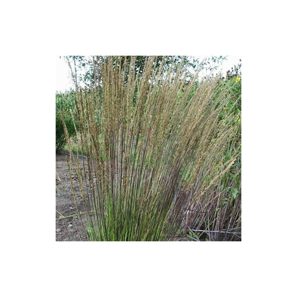 Molinie bleue dauerstrahl godet - 5/20 cm