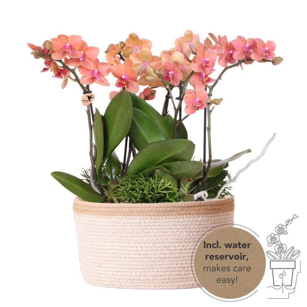 Plante d'intérieur - set de 3 orchidées orange et 3 rhipsalis dans un panier en coton avec réservoir d'eau 35cm