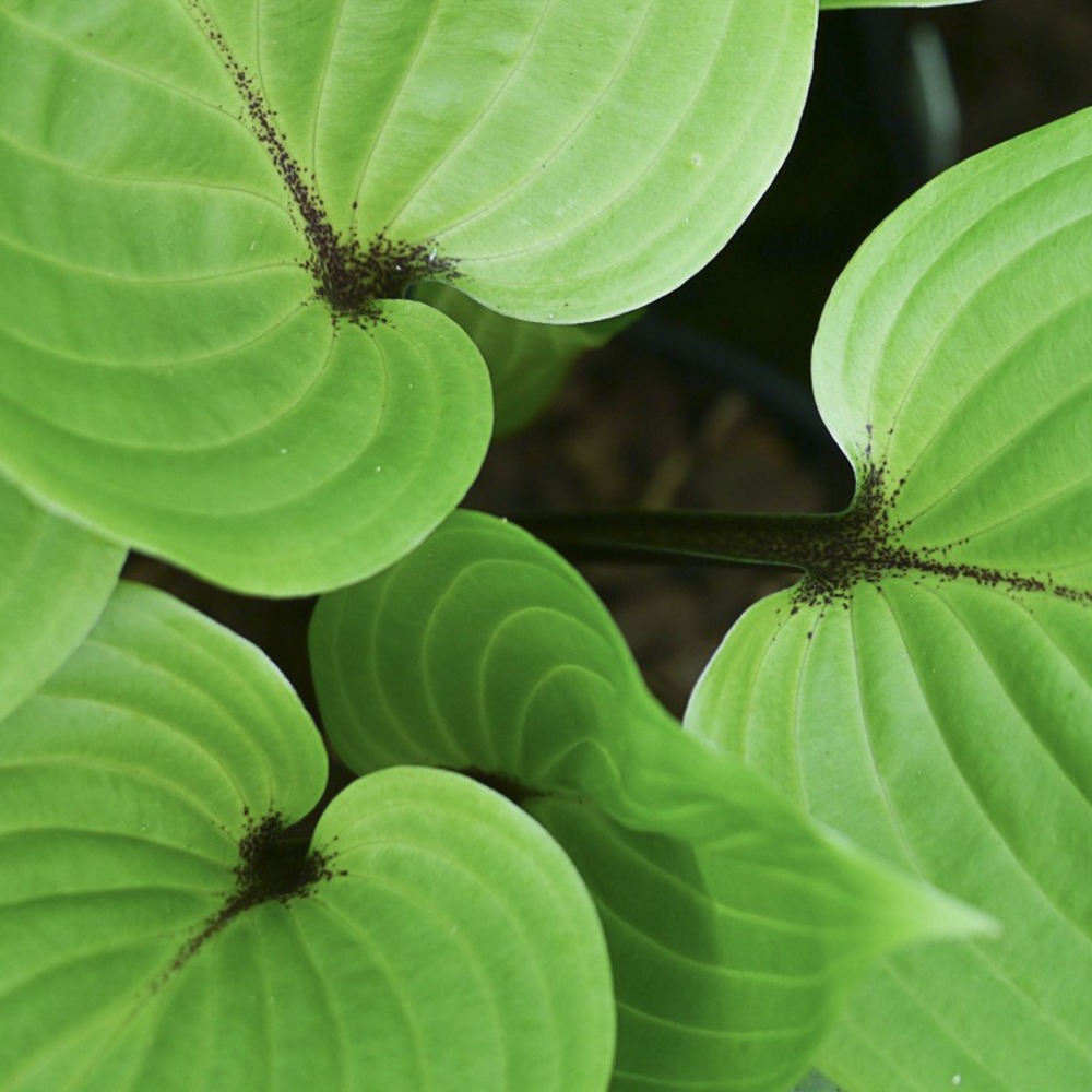 Hosta 'purple heart' godet de 8/9 cm