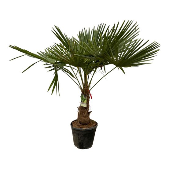 Trachycarpus fortuneii - h180-220 cm - ø32-40 cm