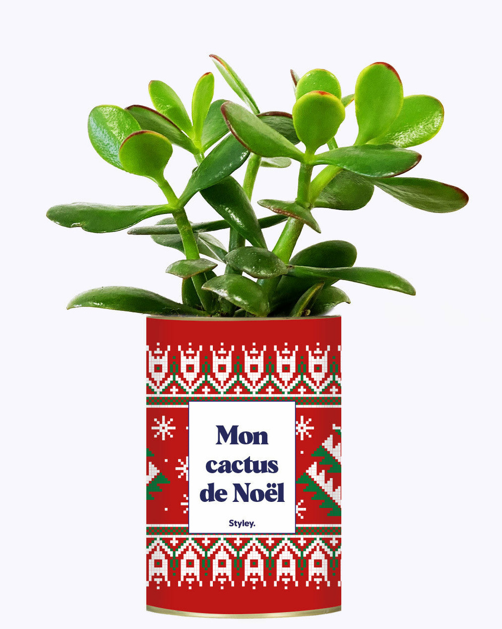 Plante personnalisée - mon cactus de noël - cactus