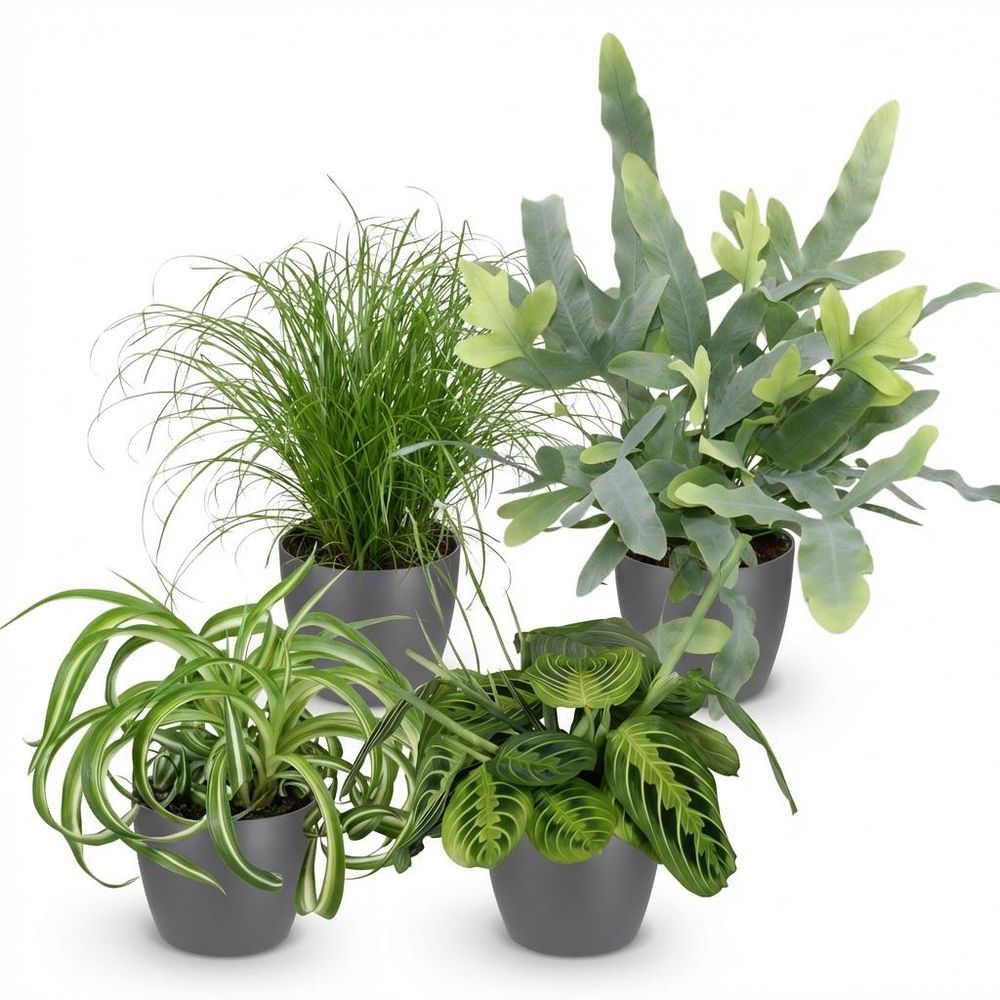 Chlorophytum - cyperus - phlebodium - marantha - pet-friendly - pot de 12cm - hauteur 25cm