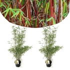 Fargesia red dragon - bambou rouge - set de 2 - bambou plante exterieur rustique non traçant - pot 17cm - hauteur 60-80cm
