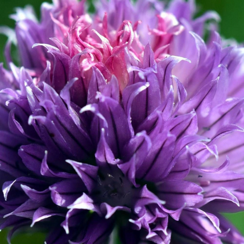 Ciboulette purple one godet - 5/20 cm