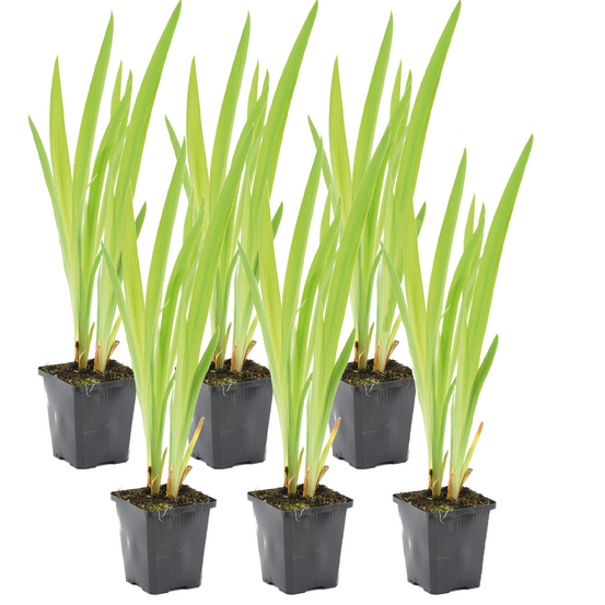 Lot de 6 - iris versicolor - iris versicolore - plantes de bassin - hauteur 20-30 cm - pot 9 cm