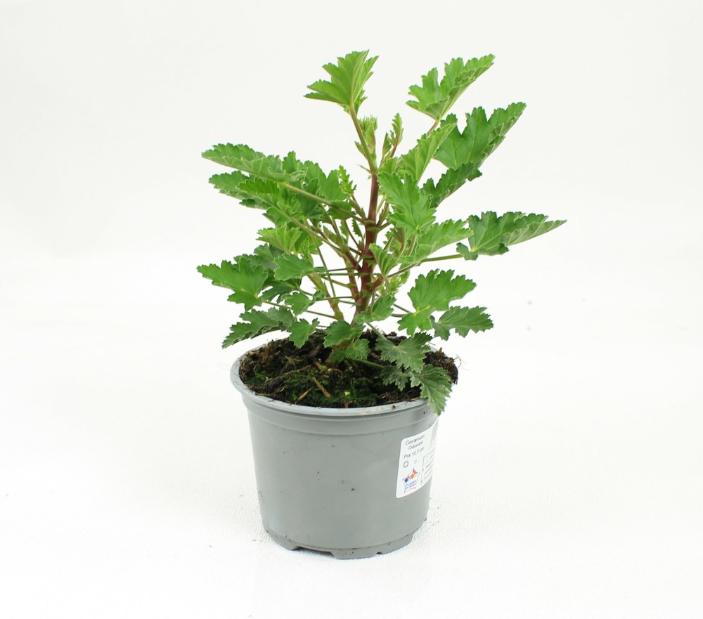 Geranium odorant anti moustique pot 1 l