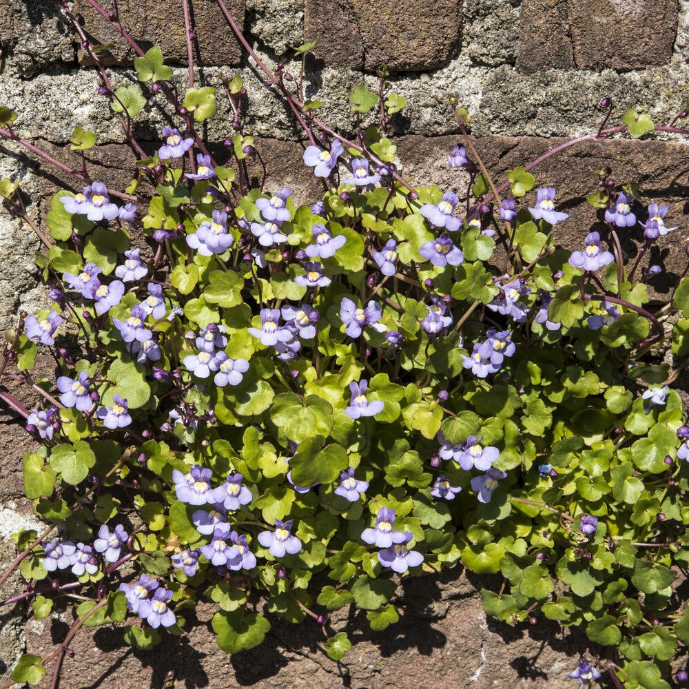 Cymbalaires des murs - ruine de rome - le pot / ø 9cm, vendu par lot de ...