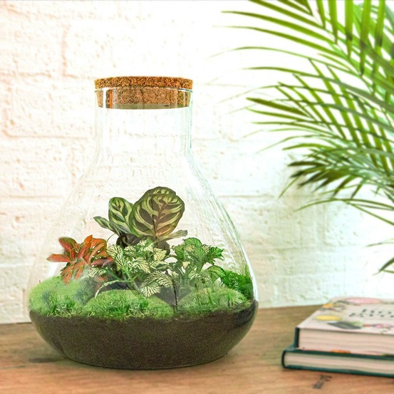 Kit terrarium diy - samos sans led calathea + fittonia rouge et verte - sans outil