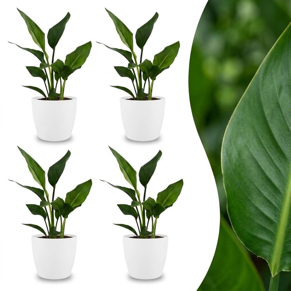 Strelitzia reginea - oiseau de paradis - pot de 12cm