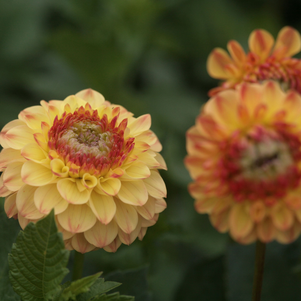 Dahlia gpe pompon 'sunny boy' bulbe calibre i
