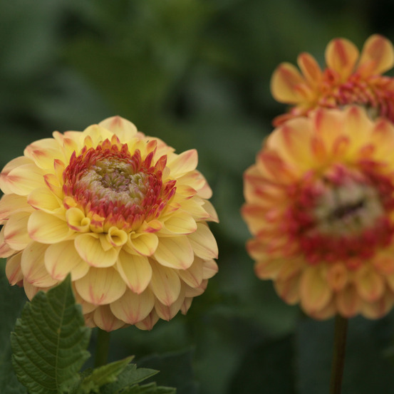 Dahlia gpe pompon 'sunny boy' bulbe calibre i
