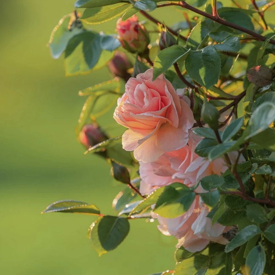 Rosier grimpant billet doux® 'delrosar' pot de 3l - touffe