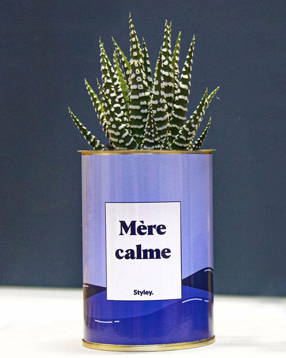 Plante drôle - mère calme - cactus