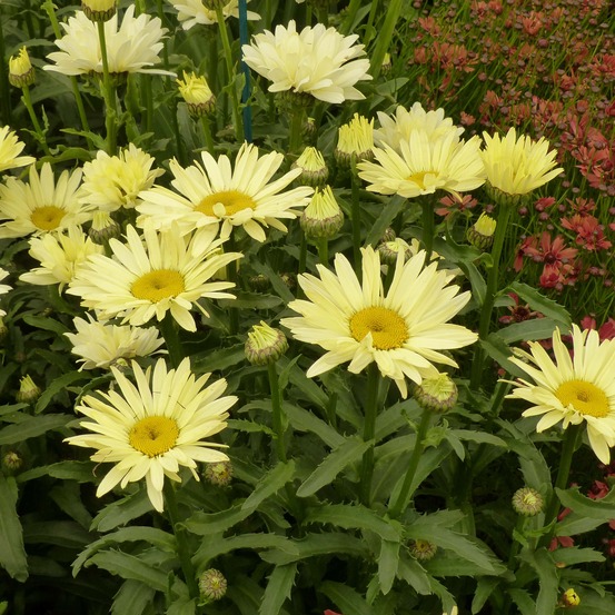 Marguerite 'broadway lights leumayel' pot de 2l/3l