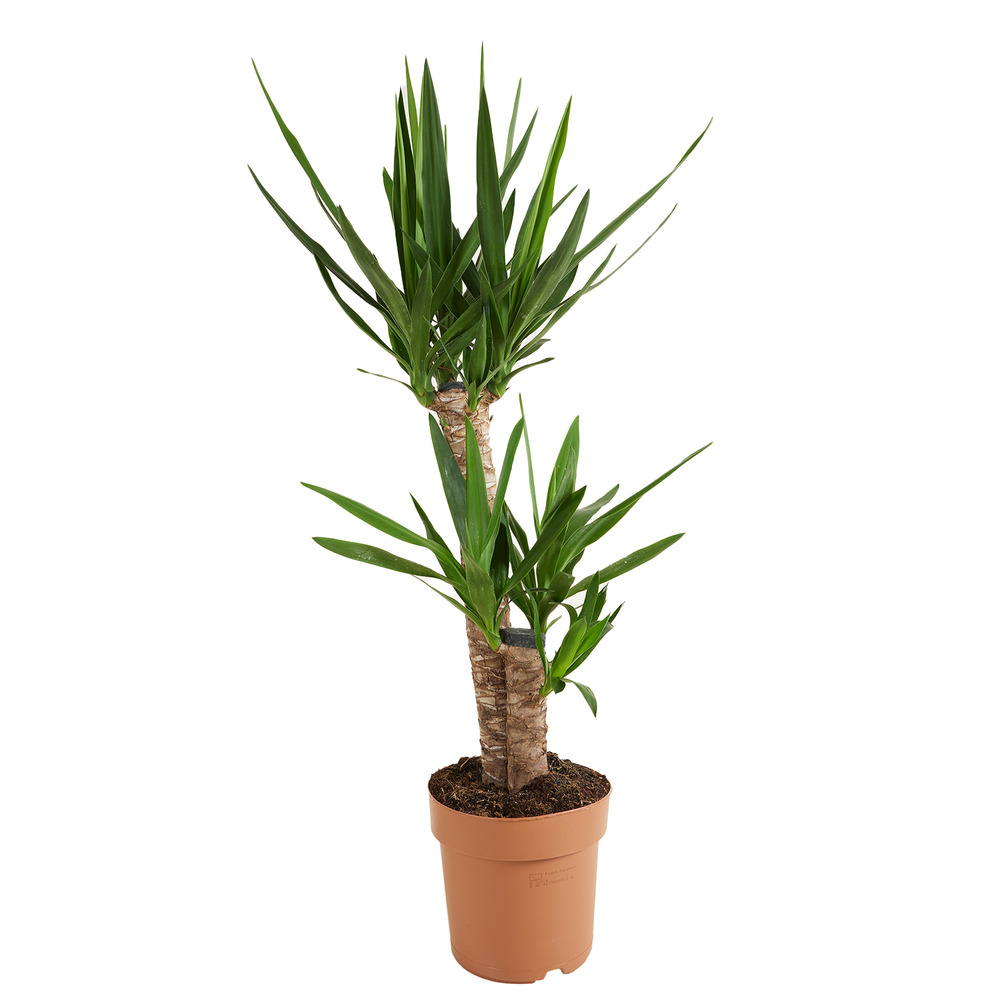 Bloomique - yucca elephantipes - plante d’intérieur - dépolluante - facile à entretenir - 80-100 cm