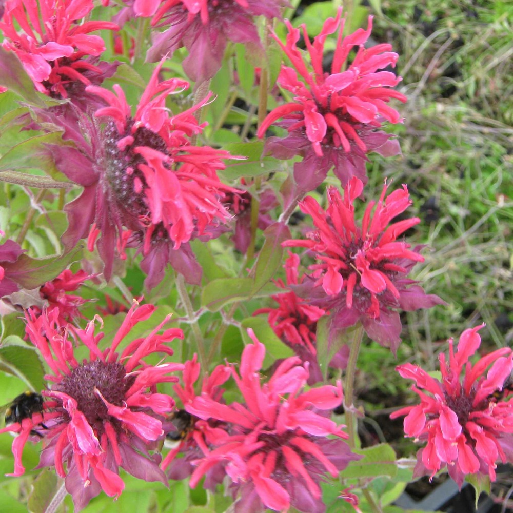 Monarde 'gewitterwolke' godet de 8/9 cm
