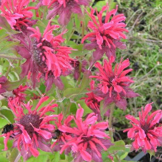 Monarde 'gewitterwolke' godet de 8/9 cm