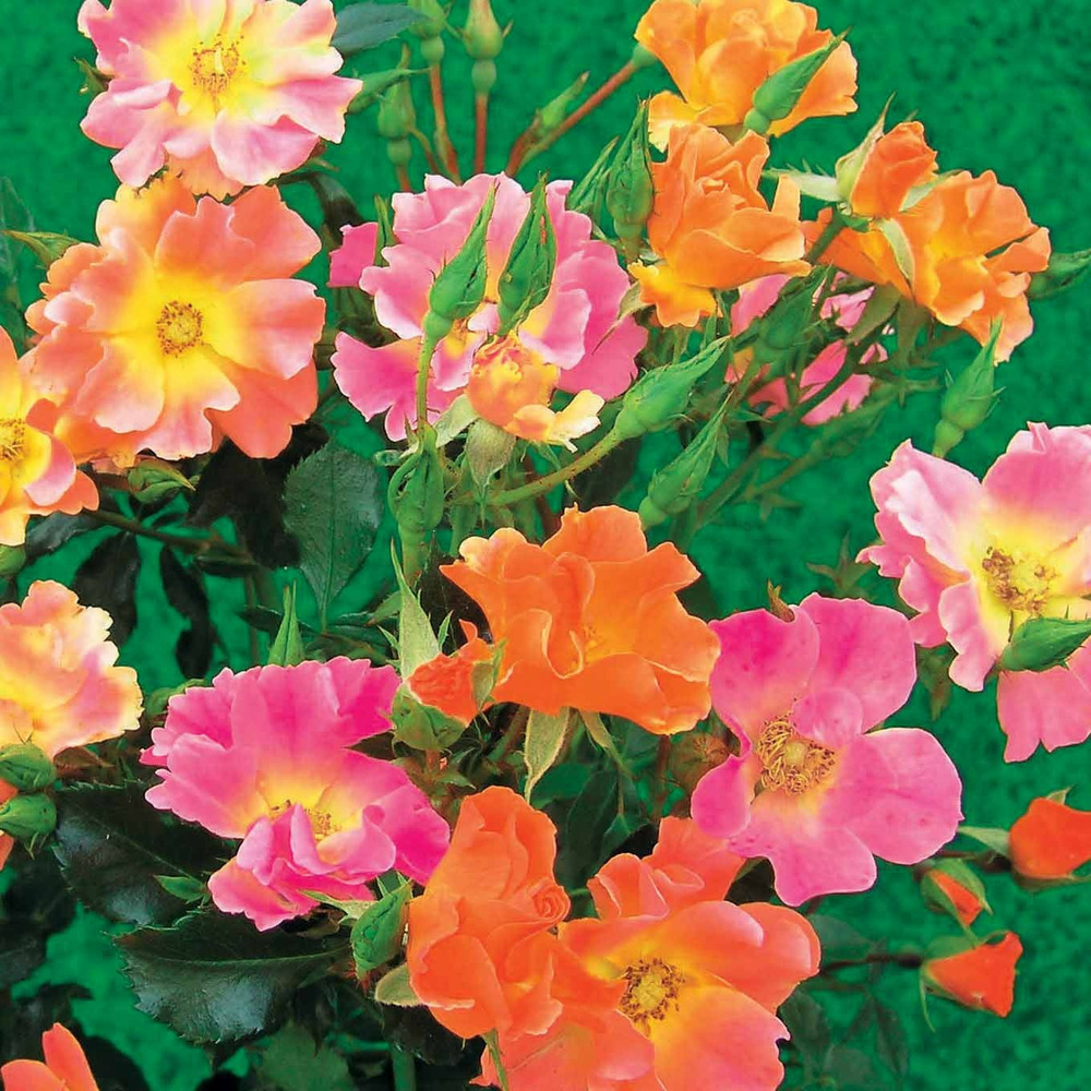 3 rosiers couvre-sols happy chappy - le paquet de 3 racines nues, vendu par lot de 2