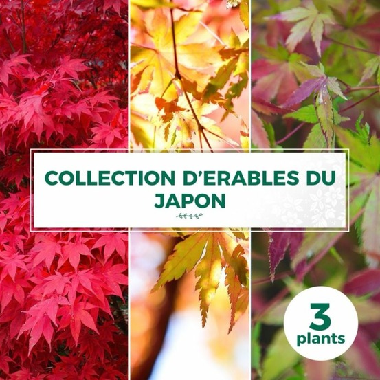 Collection de 3 erables du japon